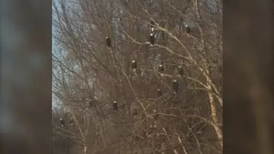 55 Bald Eagles Captured on Video in Manitoba: 'Really Cool' Sighting
