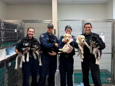 6 Puppies Overcome Suspected Opioid Overdose in Washington, Await New Homes