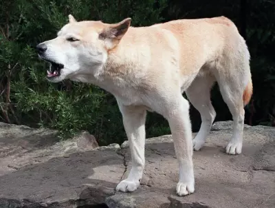 Australia Orders Dingo Cull After Pack Circles Body of Canadian Woman Found on Beach