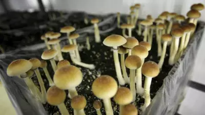 B.C. Court Overturns $35K Award for Psilocybin Therapy in Landmark Ruling