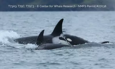 Bigg's Killer Whales Sighted Off B.C. Coast, Marking First 2026 Encounter
