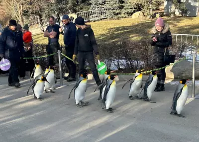 Calgary Zoo Celebrates 14 Years of Beloved King Penguin Walks