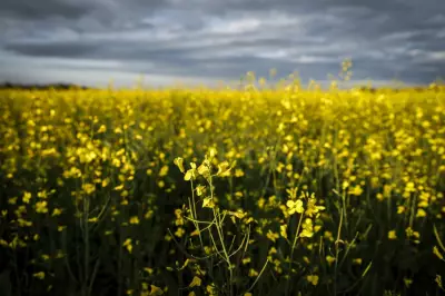 Canada-China Canola Deal Brings Relief to Manitoba Growers, Yet Uncertainty Lingers
