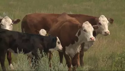 CFIA Pauses Cattle Traceability Rules After Saskatchewan Farmer Pushback