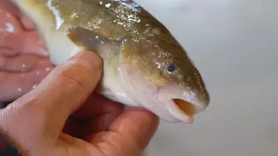Colder Winter Draws Visitors to Quebec's Ste-Anne River Fishing Village