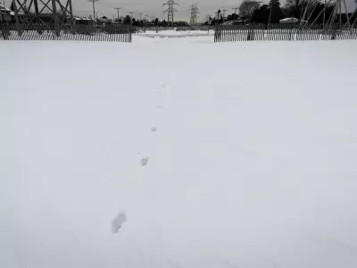 Coyote Sightings Spike in Dollard-des-Ormeaux, But Decline Across Montreal