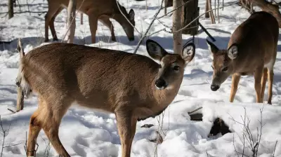 Deer Killed by Arrow in Toronto Cemetery Sparks Joint Police and Conservation Probe