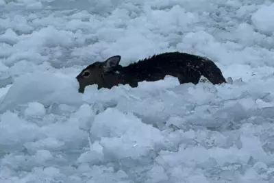Deer Rescued After Falling Through Ice in Tiny Township, Ontario