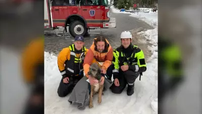 Dog Rescued from Thin Ice on Alta Lake in Whistler