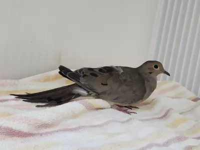 Erie Wildlife Rescue Begins 2026 Intake Season in Tecumseh