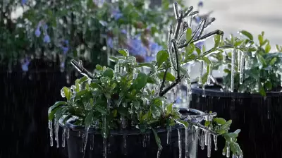 Florida Sees Snow Again, Winter Disrupts Playoffs & Midwest Braces for Blizzard