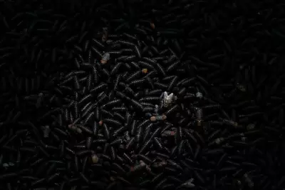 Mexico Reports Second Screwworm Case in 48 Hours, Raising Biosecurity Alerts