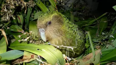 New Zealand's Kakapo Parrot Shows Breeding Revival, Offering Hope for Conservation