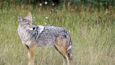 Nova Scotia Issues Coyote Advisory Amid Increased Activity