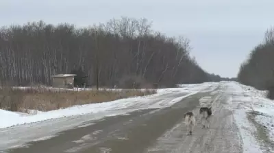 Ochapowace First Nation Enacts Emergency Dog Control Bylaw