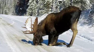 OPP Warns Northern Drivers: Moose on the Move Amid Frigid Weather