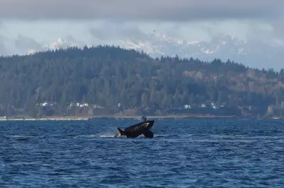 Orcas Stage Breathtaking Display for Seattle Onlookers