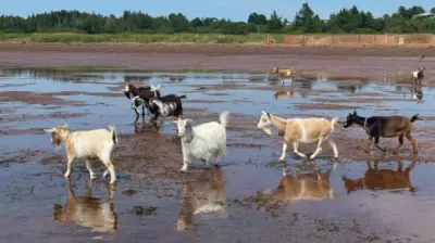 P.E.I. Tourism Operators Eye Growth Amid Staffing, Connectivity Hurdles