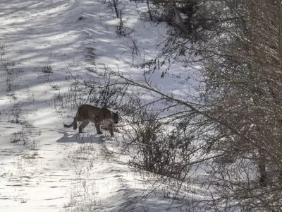 Rare Alberta Cougar Sighting and Frosty Wildlife Encounters in the Foothills