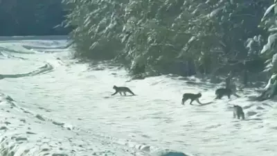 Rare Lynx Family Captured on Video Crossing Road in Northern Ontario