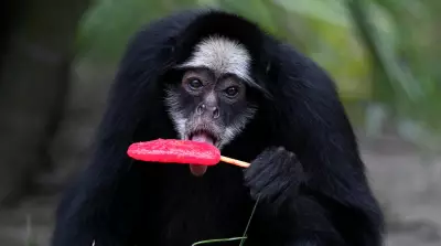 Rio Zoo Cools Animals with Frozen Treats Amid 40°C Heat Wave