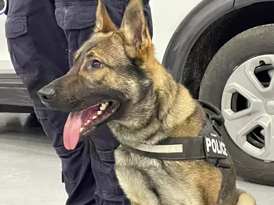 Sarnia Police K9 Shadow Helps Arrest Two Suspects in New Year's Operation