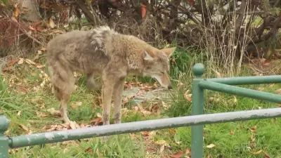 Sault Ste. Marie Woman, Dog Face Pack of Coyotes on Late-Night Walk