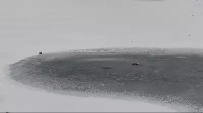 Stray Dog Survives Fall Through Ice in Barrie, Ontario