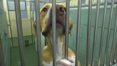 Top Cat and Dog Names in Winnipeg for 2025 Revealed