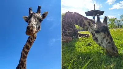 Toronto Zoo Giraffe Kiko, 13, Dies Following Habitat Accident
