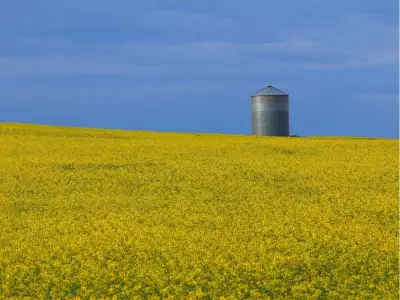 UCalgary Breakthrough: New Gene Tech Fights Canola Pod Shatter, Saves Billions