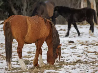 Wild Horses and Turquoise Ice: A Winter Journey in Alberta's Yara Creek Valley