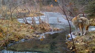 Wildlife Cameras in Fish Creek Park Capture Coyote Moments