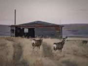 A Brown Alberta January: Chinook Weather Brings Unseasonal Warmth