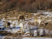 A Foothills Journey: From Cheeky Squirrels to Mountain Vistas in Alberta