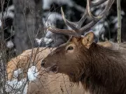 Alberta Driver Fined $483, Mercedes Impounded After 160 km/h Elk Excuse on BC Highway