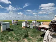 Alberta Farmers Rely on Temporary Foreign Workers for 'Stable, Predictable' Labour