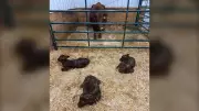 Alberta Ranch Welcomes Rare Triplets for Second Consecutive New Year's Day