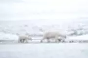 Arctic Polar Bears in Norway Gain Weight and Health Despite Sea Ice Loss