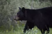 B.C. Black Bear Deaths Drop to Decade Low, Conservation Officers Report
