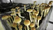 B.C. Court Overturns $35K Award for Psilocybin Therapy in Landmark Ruling