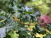 BC's Novel Seed Bank Aims to Preserve Critically Endangered Garry Oak Ecosystems