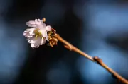 B.C.'s Unseasonably Warm January Spurs Early Blossoms, But Frost Threat Looms