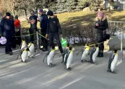 Calgary Zoo Celebrates 14 Years of Beloved King Penguin Walks