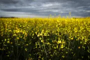 Canada-China Canola Deal Brings Relief to Manitoba Growers, Yet Uncertainty Lingers