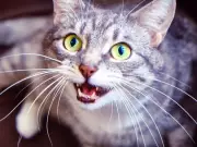 Charges Dropped Against Toronto Teen in Animal Cruelty Case Due to Court Delays