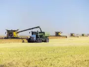 China Lifts Canola Tariffs, Bringing Relief to Canadian Farmers