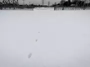 Coyote Sightings Spike in Dollard-des-Ormeaux, But Decline Across Montreal