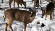 Deer Killed by Arrow in Toronto Cemetery Sparks Joint Police and Conservation Probe