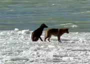 Dramatic Rescue: Dogs Saved from Ice Patch on Detroit River Near Windsor